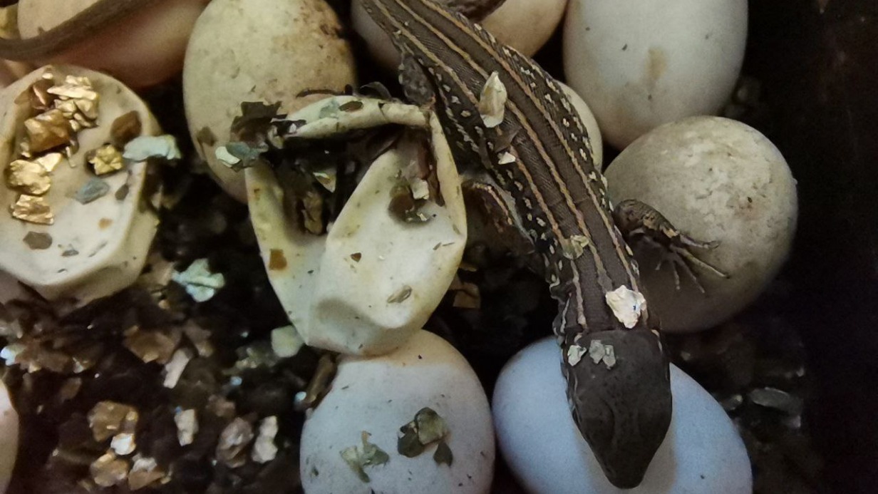 Новорожденного прыткого ящеренка показали в Центре Воспроизводства редких видов животных