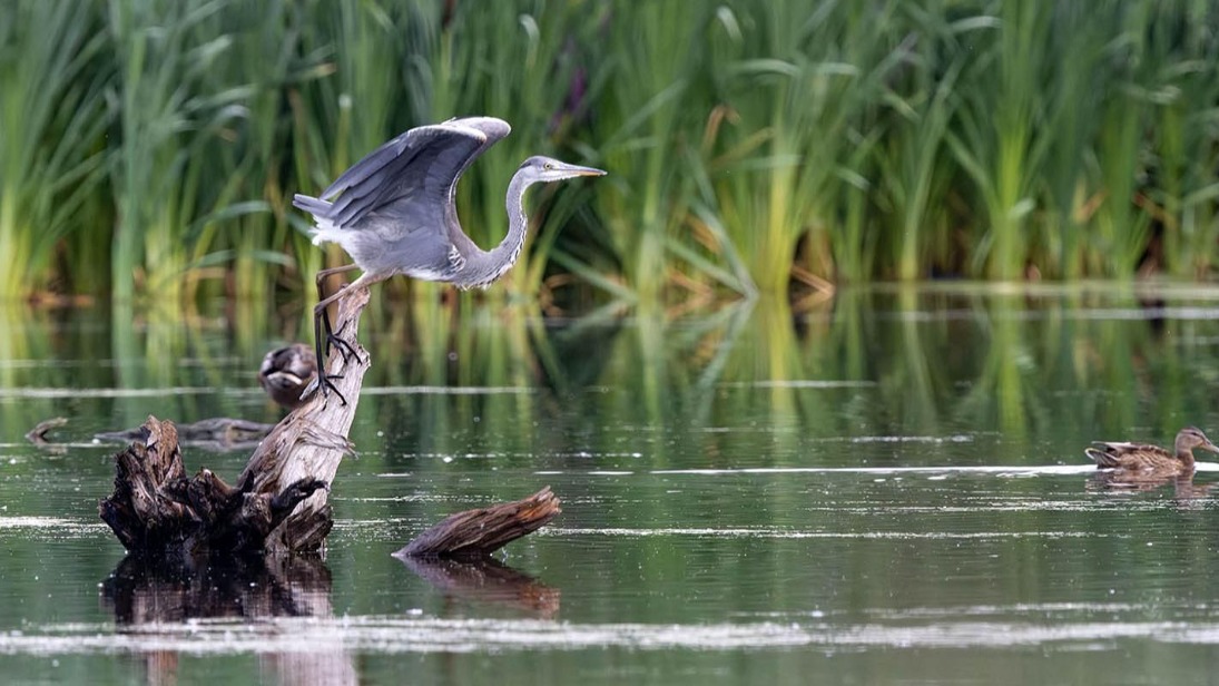 Краснокнижных серых цапель заметили в Москве