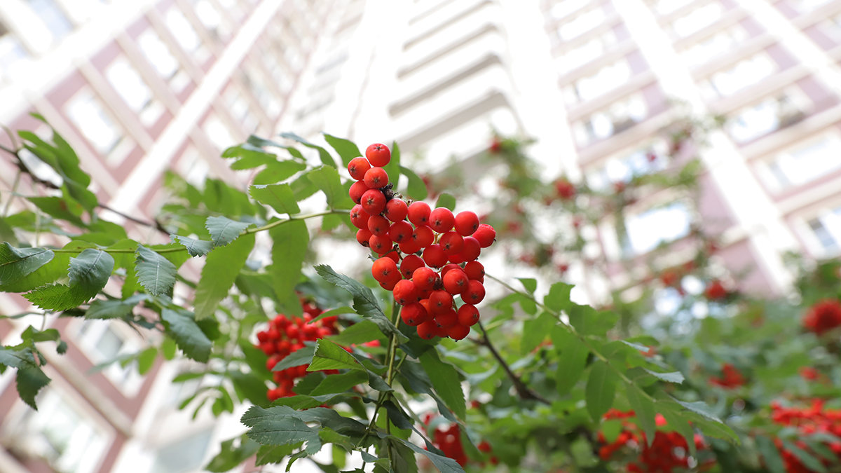 Когда жилье в России вновь начнет дорожать