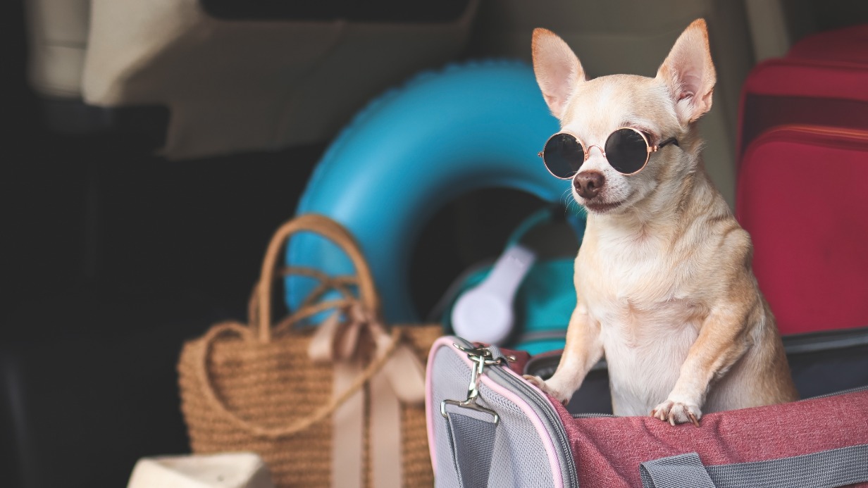 Как сделать поездку на автомобиле комфортной для животного и хозяина