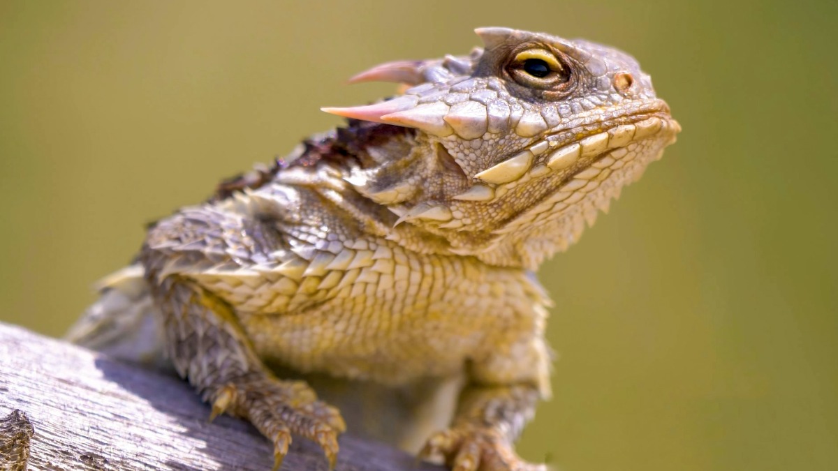 Подозреваемых в ловле ящериц россиян освободили под поручительство на Шри-Ланке