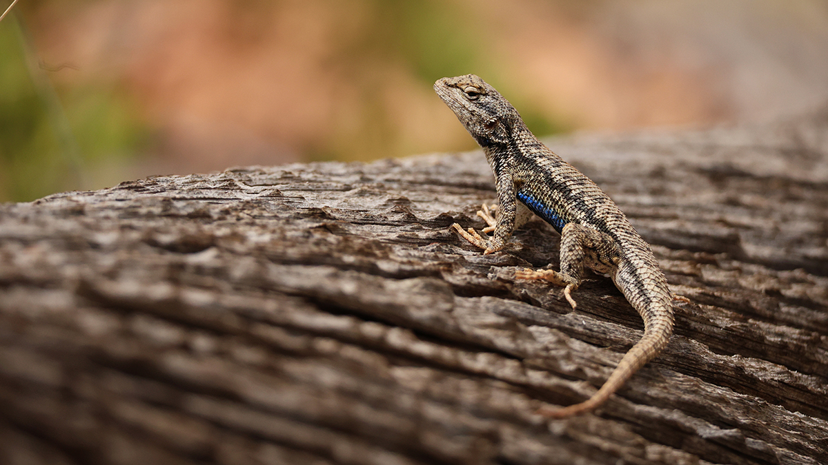 Названы единственные позвоночные, которые уцелели после падения астероида Чиксулуб