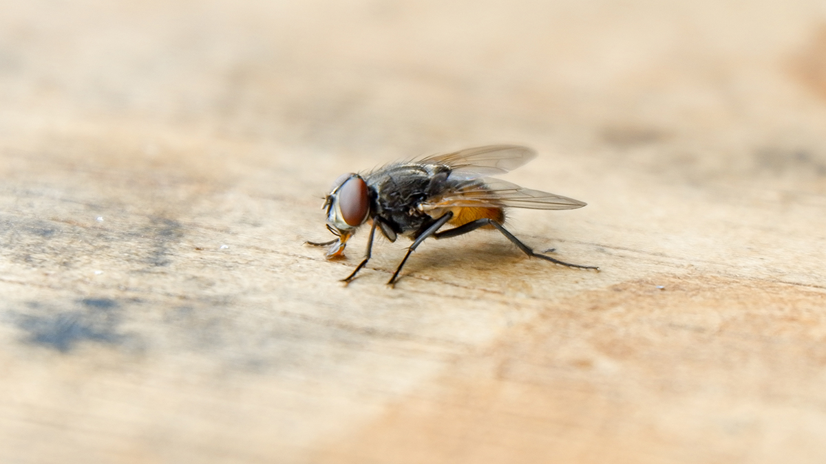 Мужчина в Великобритании умер после укуса мухи