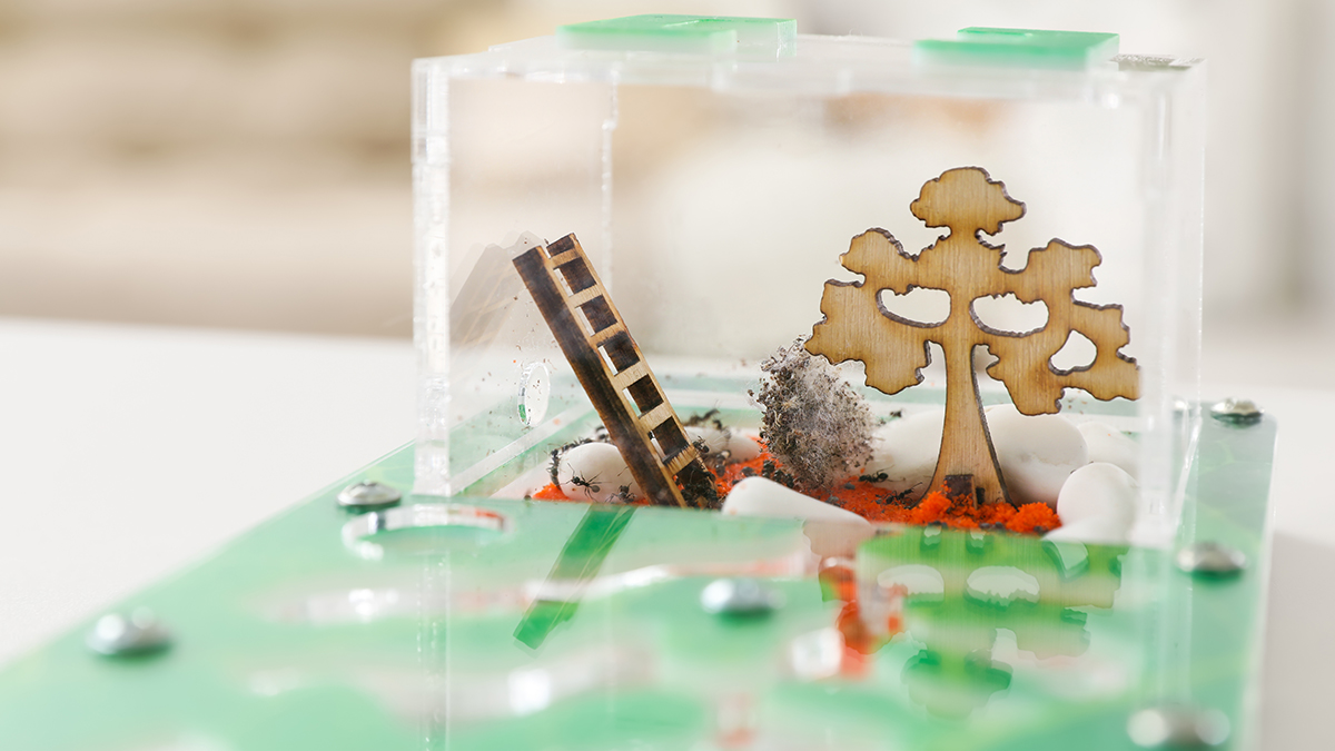 Чем опасны домашние муравьиные фермы