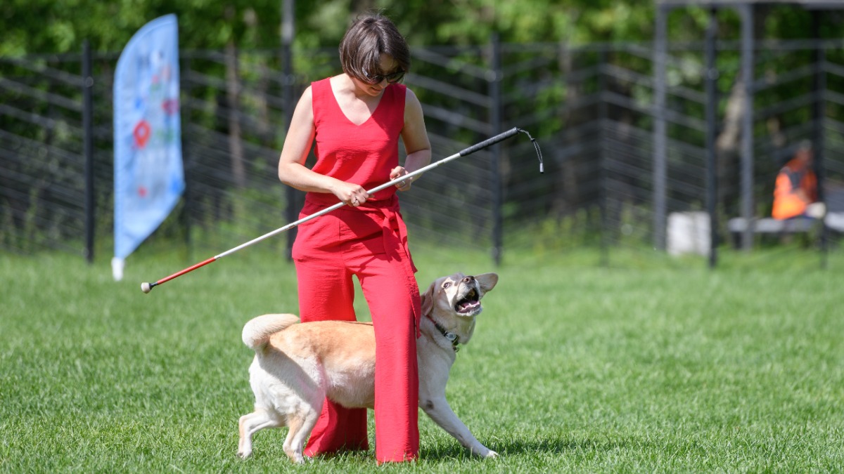 Показательные выступления собак-проводников пройдут в Ярославском районе