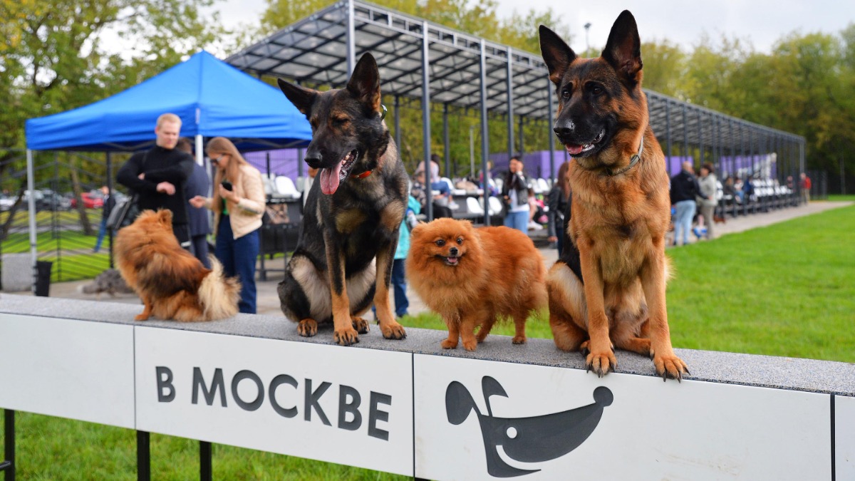 Сергунина рассказала об открытии кинологического парка на юге Москвы