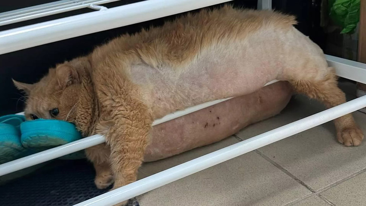 Толстого кота Крошика перевели на новую диету