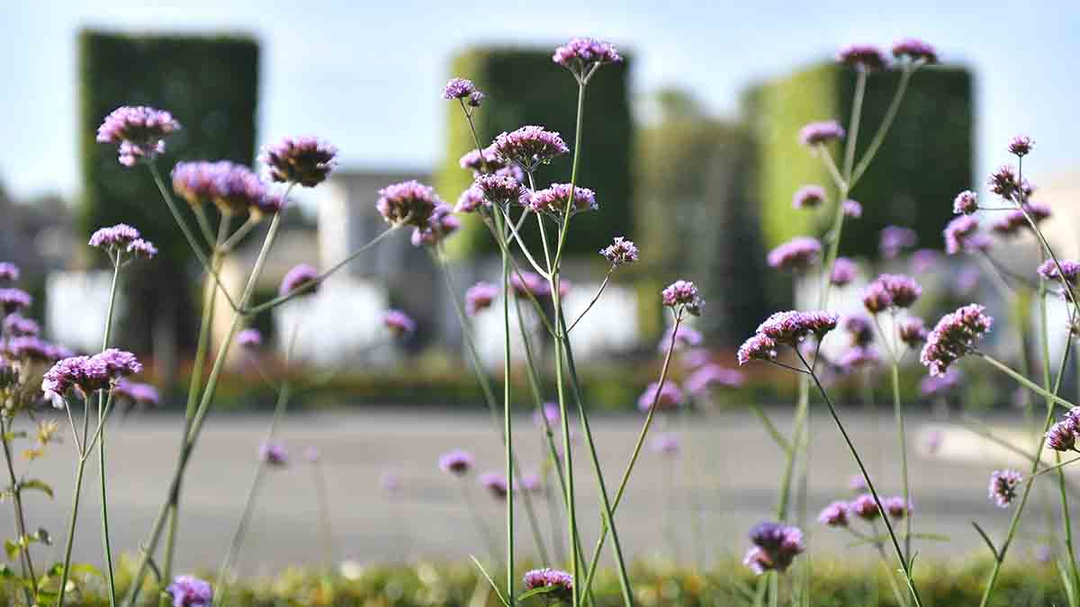 Вильфанд объяснил, почему прогнозы аномальной жары летом 2025 года ошибочны