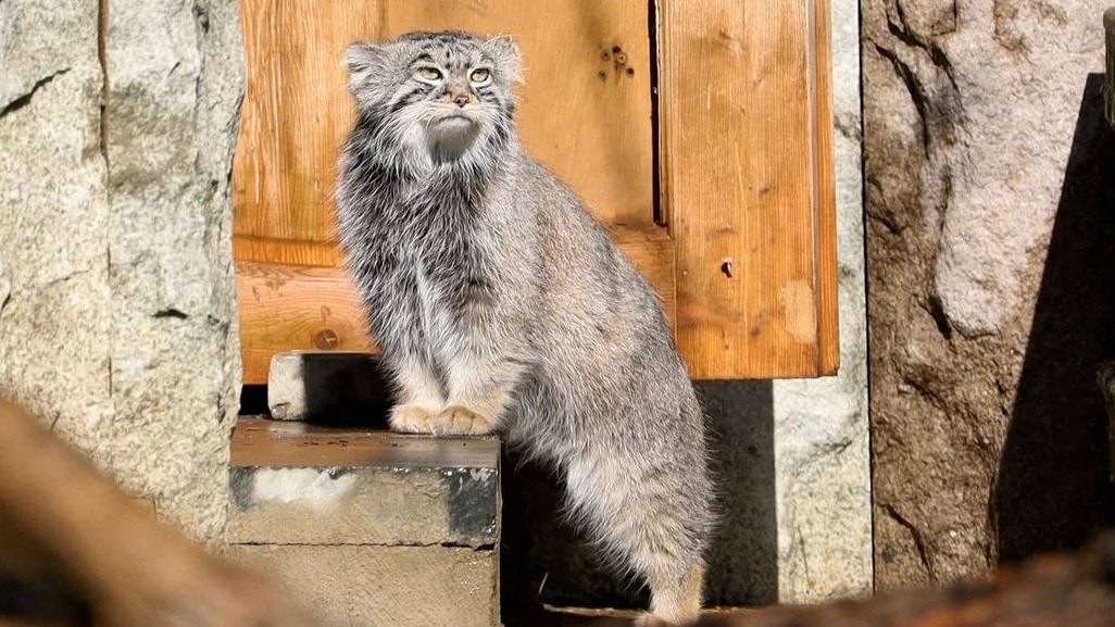 Манул Тимофей из Московского зоопарка начал усиленно набирать вес для зимы