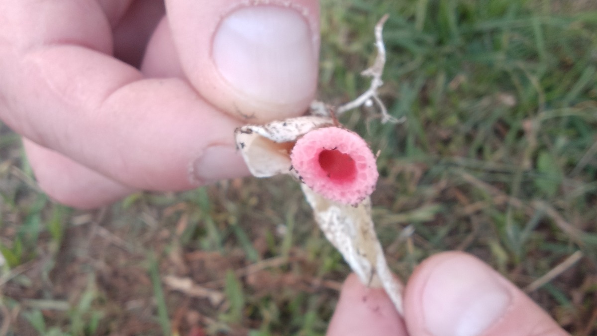 Житель Тюмени нашел на даче «ведьмины яйца»