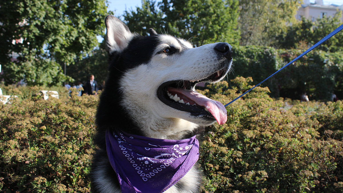 Собака в штате Вашингтон спасла жизнь своему хозяину 