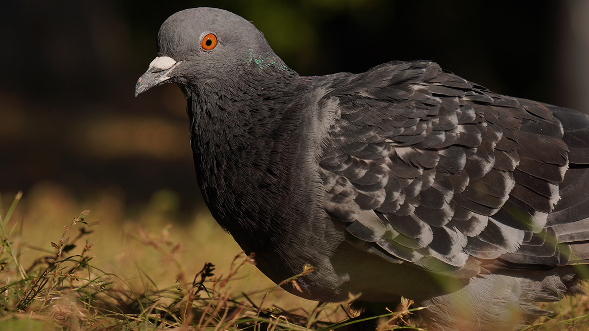 Полиция задержала голубя с запиской «Свобода Кашмиру»