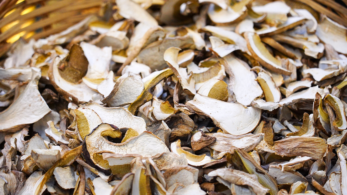 Юрист Георгиева: Сбор редких грибов может грозить штрафом в миллион рублей