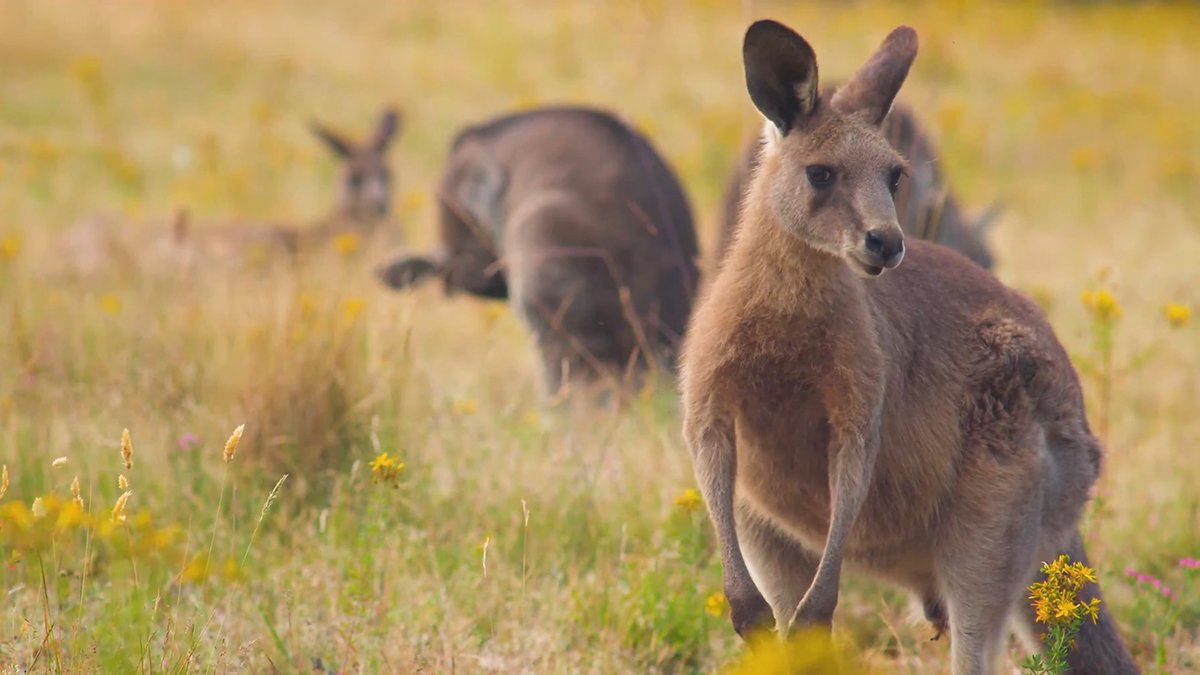 Самолет получил повреждения после столкновения с кенгуру в Австралии