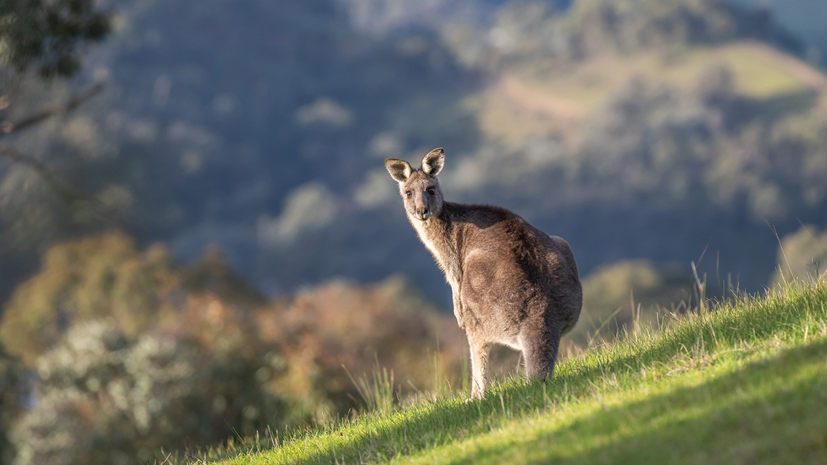 Mash: Кенгуру сбежал из ростовского парка птиц
