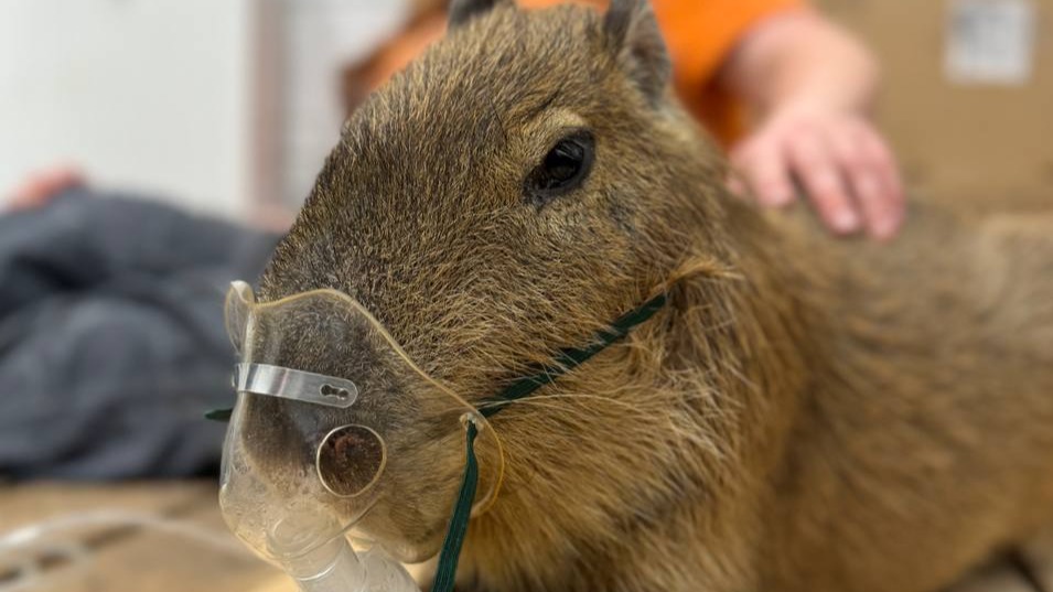 Лимфому обнаружили у капибары Рудольфа из Белгородского зоопарка