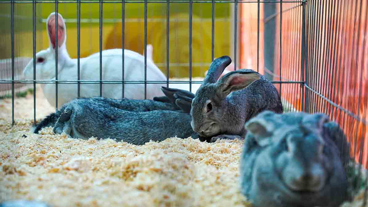 Выставка домашних животных «ЗооПалитра» пройдет в Москве 6 сентября