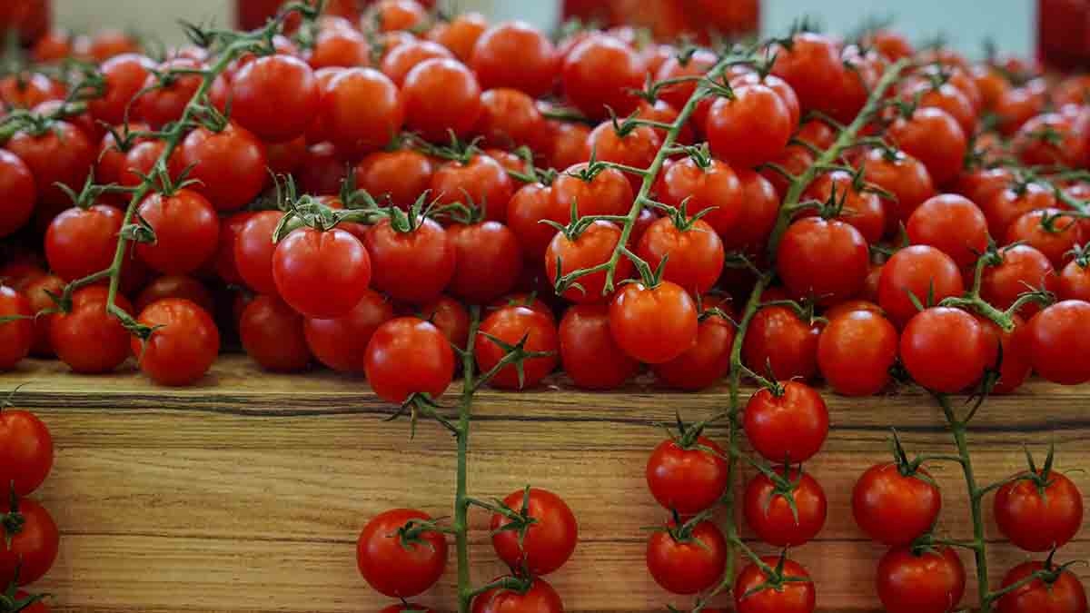 Comtrade: Азербайджан критически зависим от продаж России пластика, томатов и фруктов