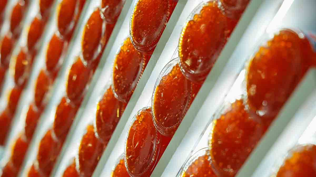 Mash: Красная икра подорожает на 20 процентов к Новому году