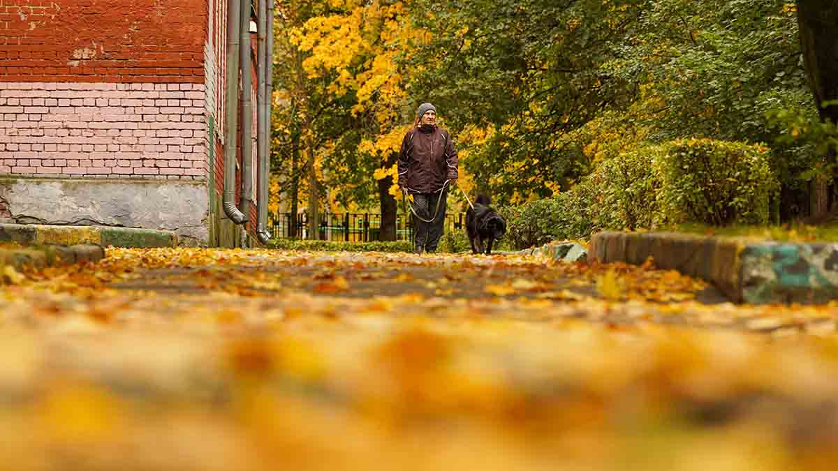 Синоптики сообщили о пасмурной и сухой погоде в Москве 12 октября