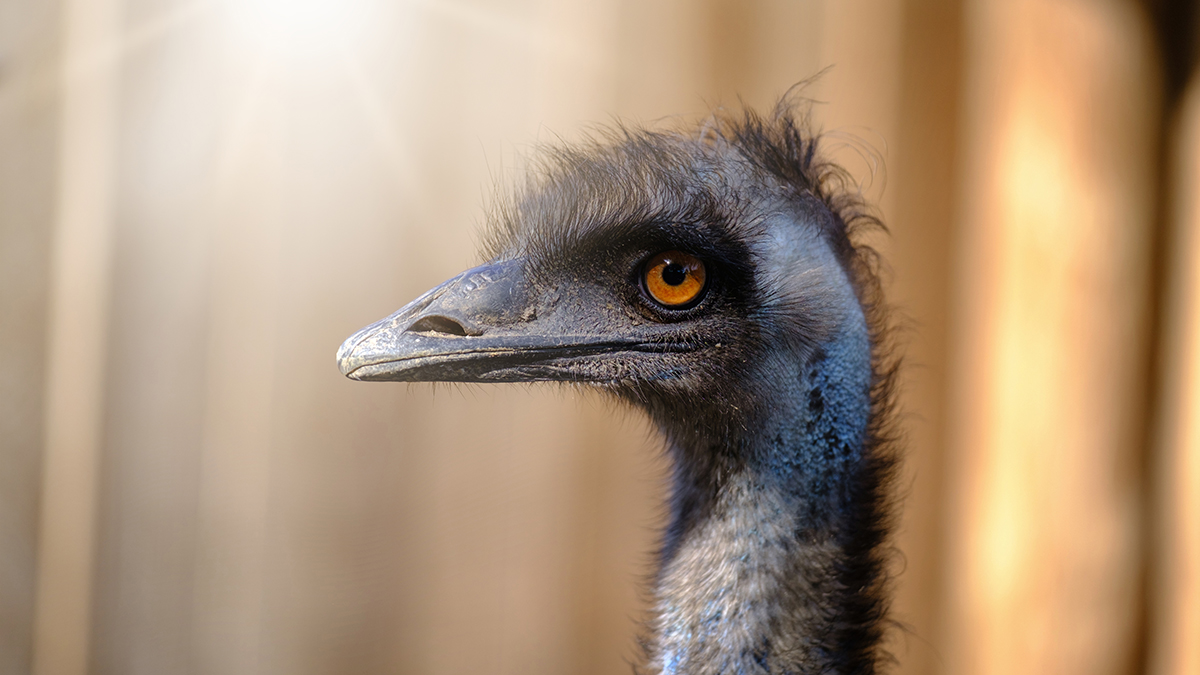 Любящий обниматься эму сбежал из заповедника и захлебнулся в реке