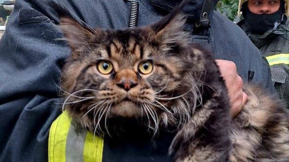 МЧС: Трех котов, собаку, черепаху и мать с детьми спасли из горящей квартиры