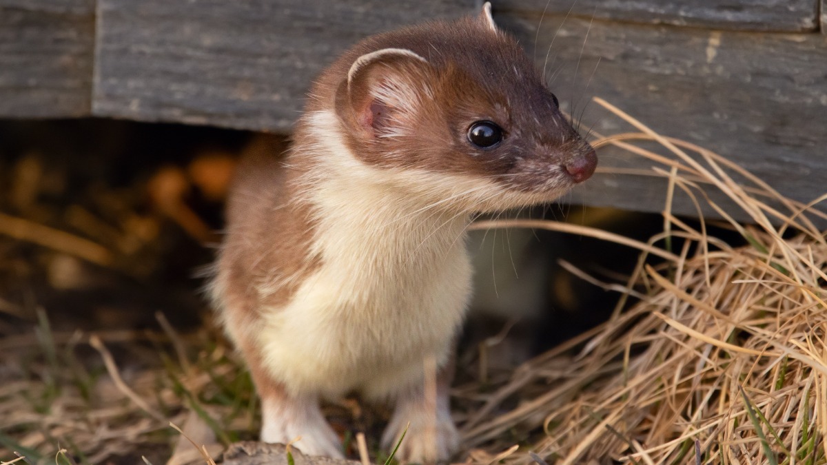 СМИ: Детеныша хорька забыли в одном из троллейбусов Уфы