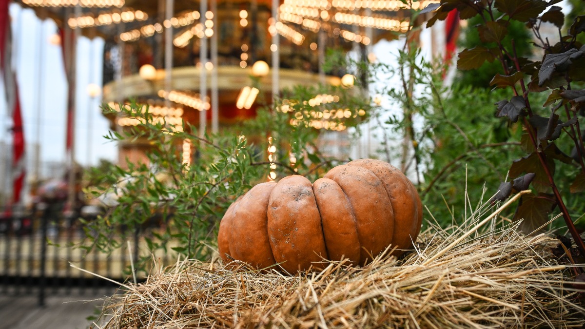 Съемки в декорациях, фестиваль вкусов и мастер-классы: что приготовил кинопарк «Москино» на эти выходные