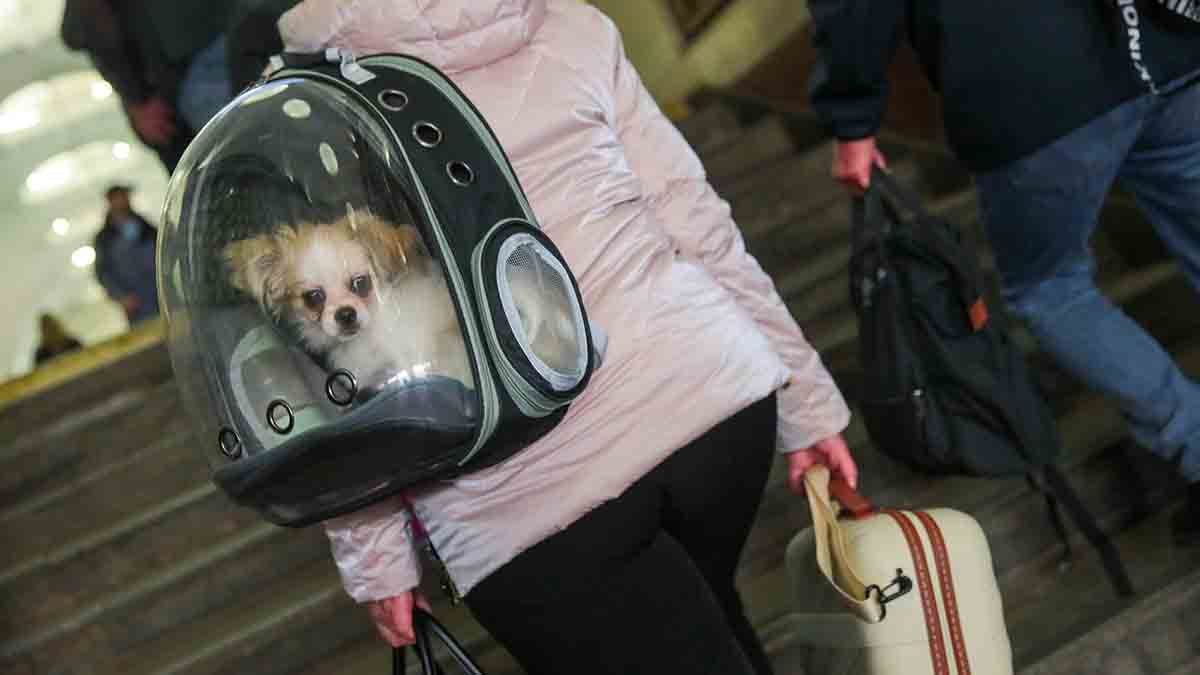 Кинолог Голубев объяснил, что на самом деле означает виляние хвоста собаки