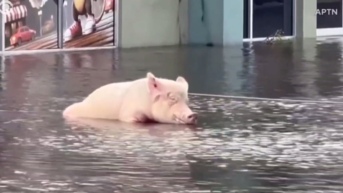В Сети появилось видео спасения милой свинки от наводнения во Флориде