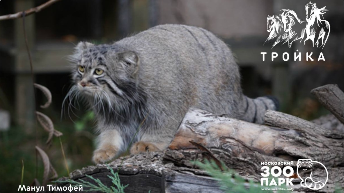 Карты «Тройка» с манулом Тимошей из Московского зоопарка поступили в продажу