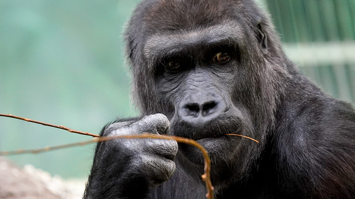 Гориллы из онлайн-трансляций Московского зоопарка стали героями новой викторины