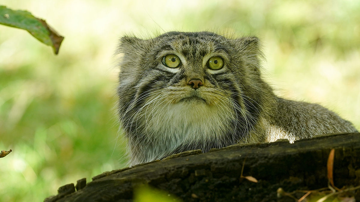 Манул Тимофей из Московского зоопарка начал готовиться к зажировке