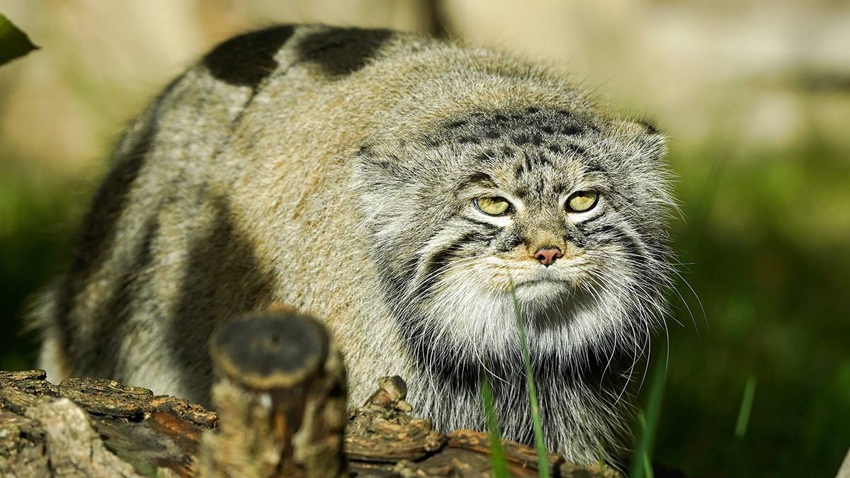 «Притворяется воробушком»: Московский зоопарк показал замерзшего манула