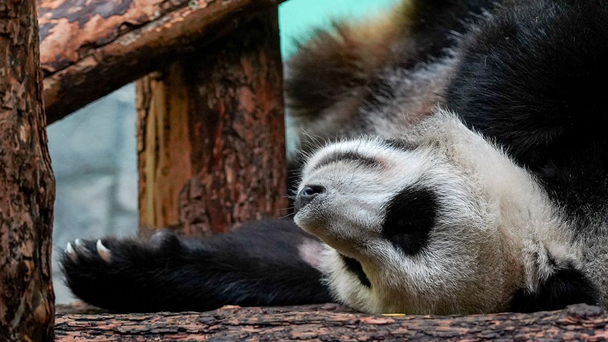 В Московском зоопарке назвали самые популярные трансляции