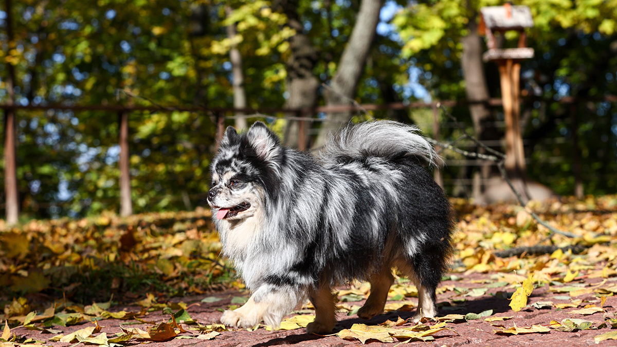 Вильфанд рассказал о приходе октябрьского бабьего лета в Центральную Россию
