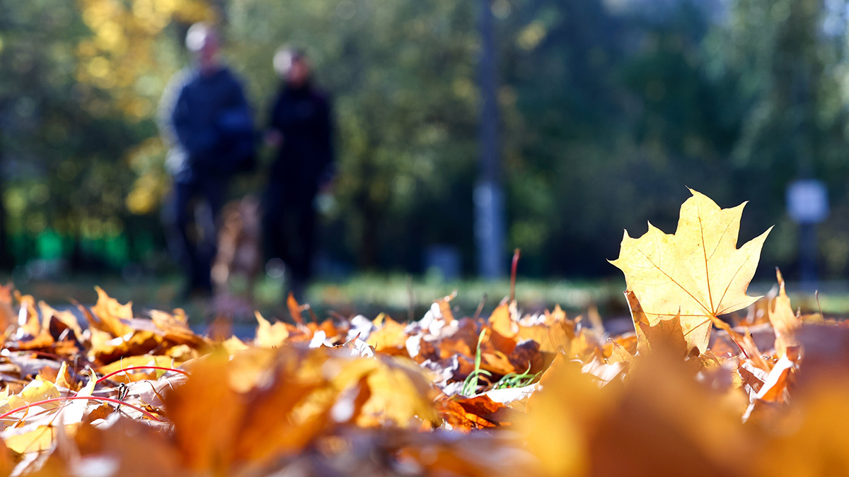 Метеоролог Позднякова рассказала о плюсах и минусах сухой погоды в сентябре