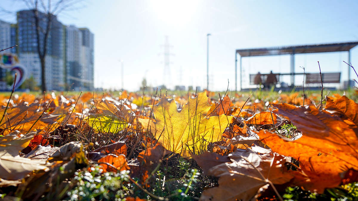 Научные лекции и фестиваль колледжей: что ждет москвичей в осенние каникулы