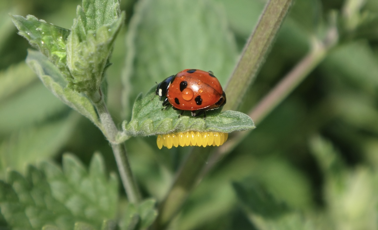 Божьи коровки: приметы, удача