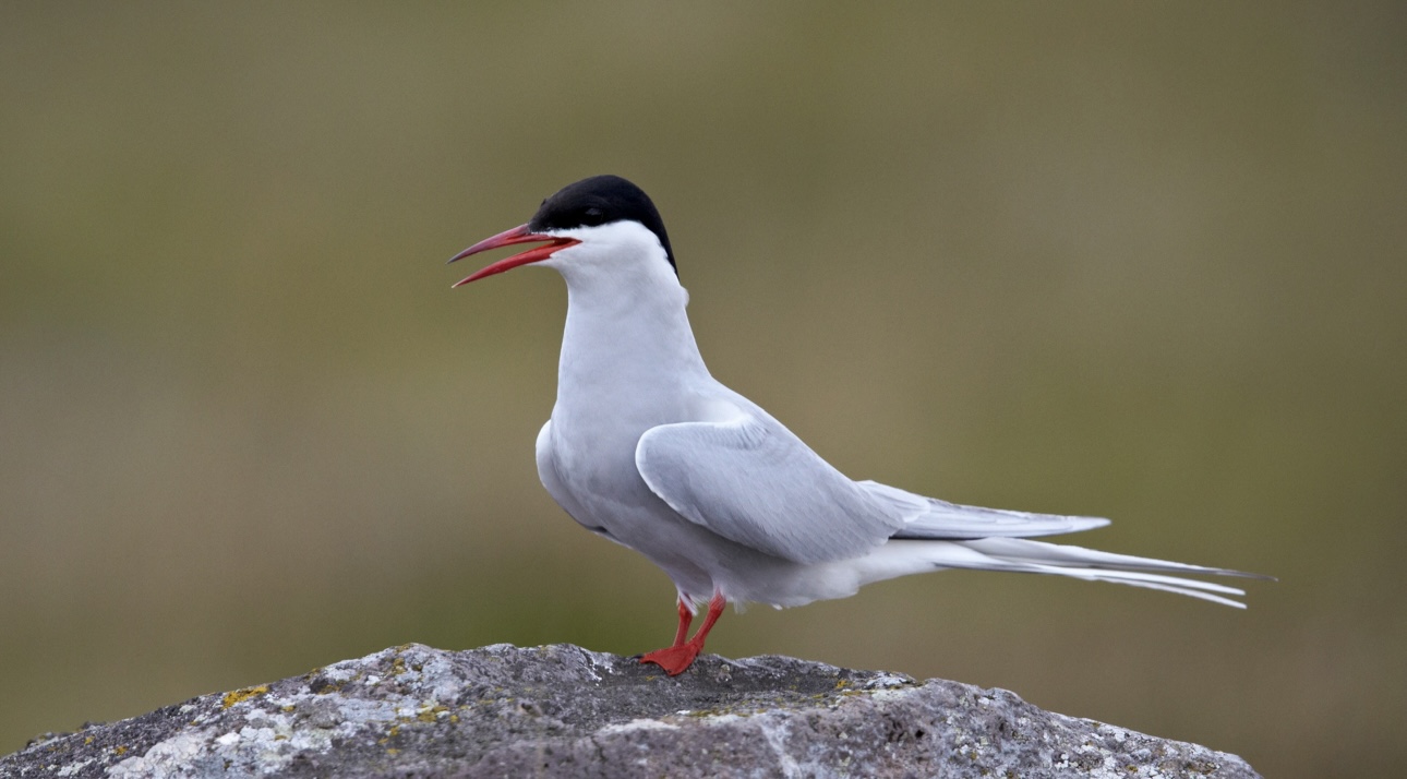 Полярную крачку впервые обнаружили на Рыжовском пруду столицы