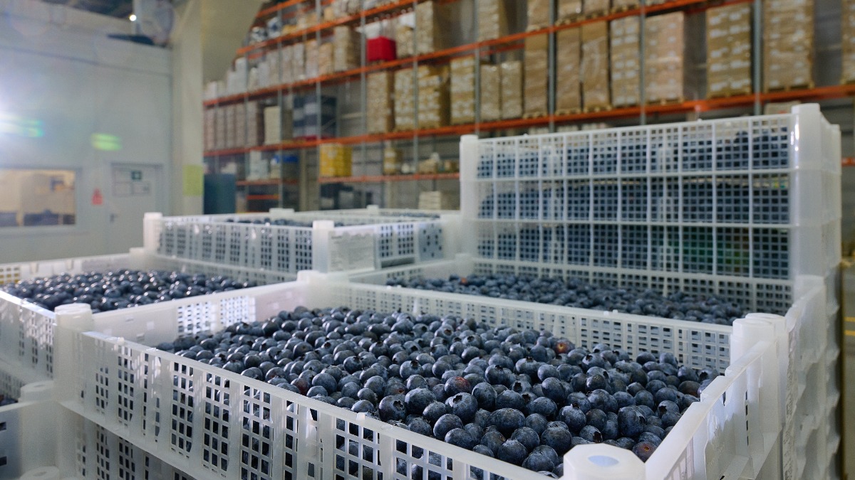 Гарбузов: Столичный производитель увеличил поставки фруктов и ягод при поддержке города