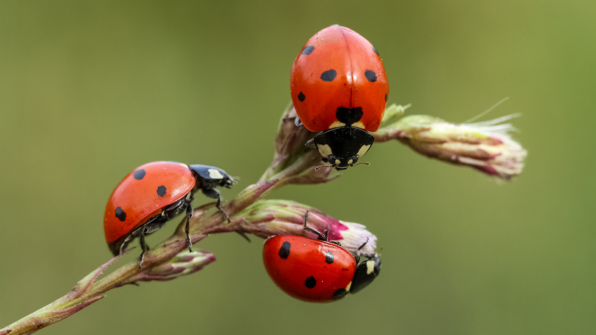 Энтомолог Турицин: В России началось нашествие хищных божьих коровок-арлекинов