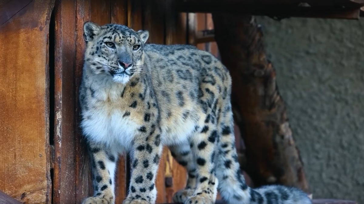 Самку снежного барса Кисуню показали в красноярском зоопарке