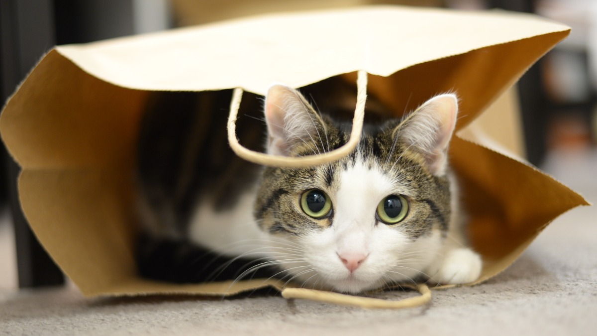 Почему кошки делают «экеке»