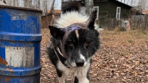 Пес Леший после операции