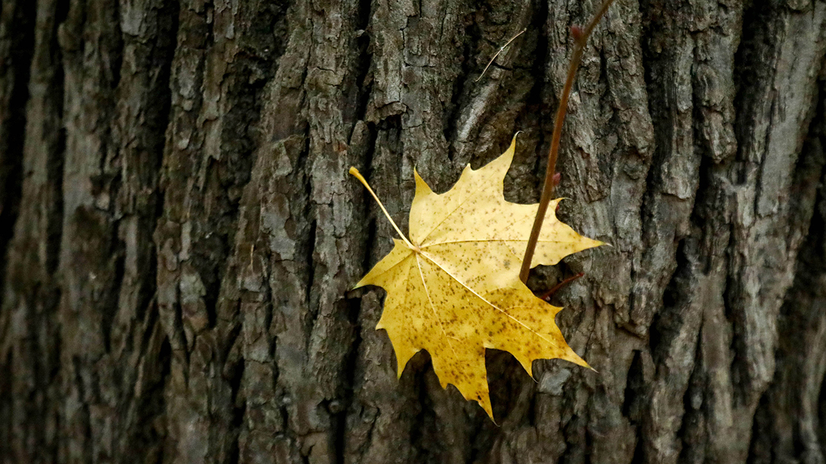 Начало текущей осени в Москве стало самым засушливым за полтора века