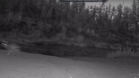 Неизвестное существо заметили в Тунгусском заповеднике