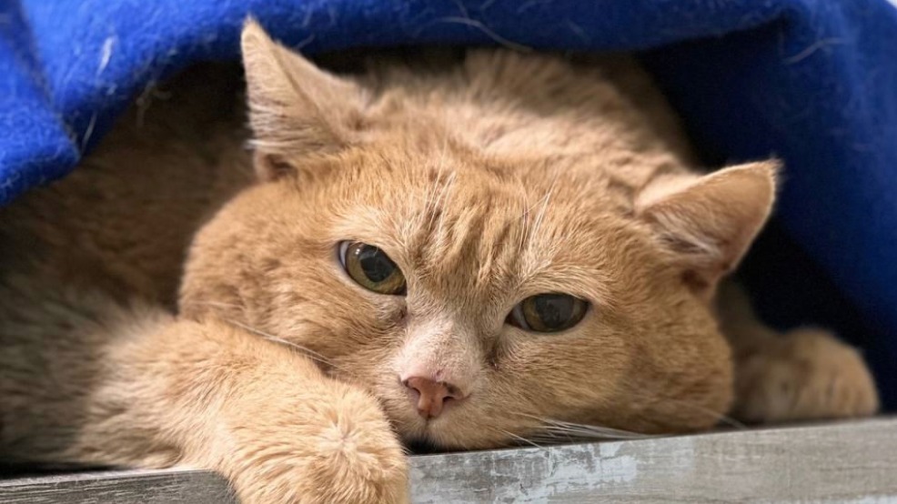 У подопечного приюта для бездомных животных кота Крошика могла быть опухоль селезенки