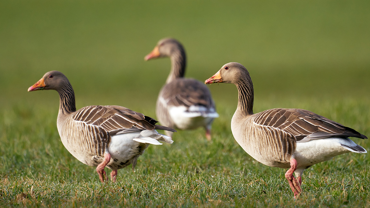 Футбольный матч в Англии отменили из-за гусиного помета на поле