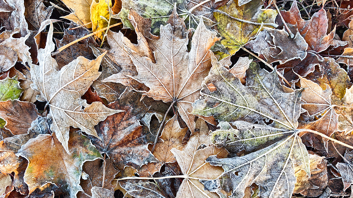 Вильфанд: Ближайшей ночью температура в Москве понизится до нуля градусов